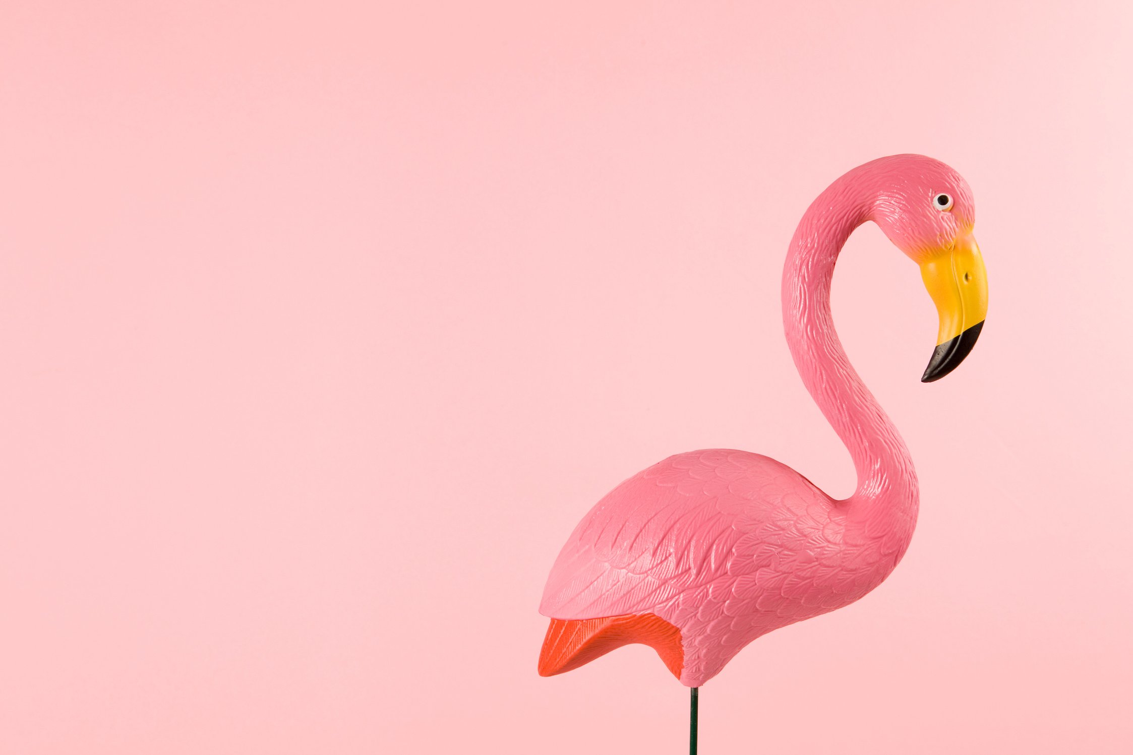 pink plastic flamingo on a pink background